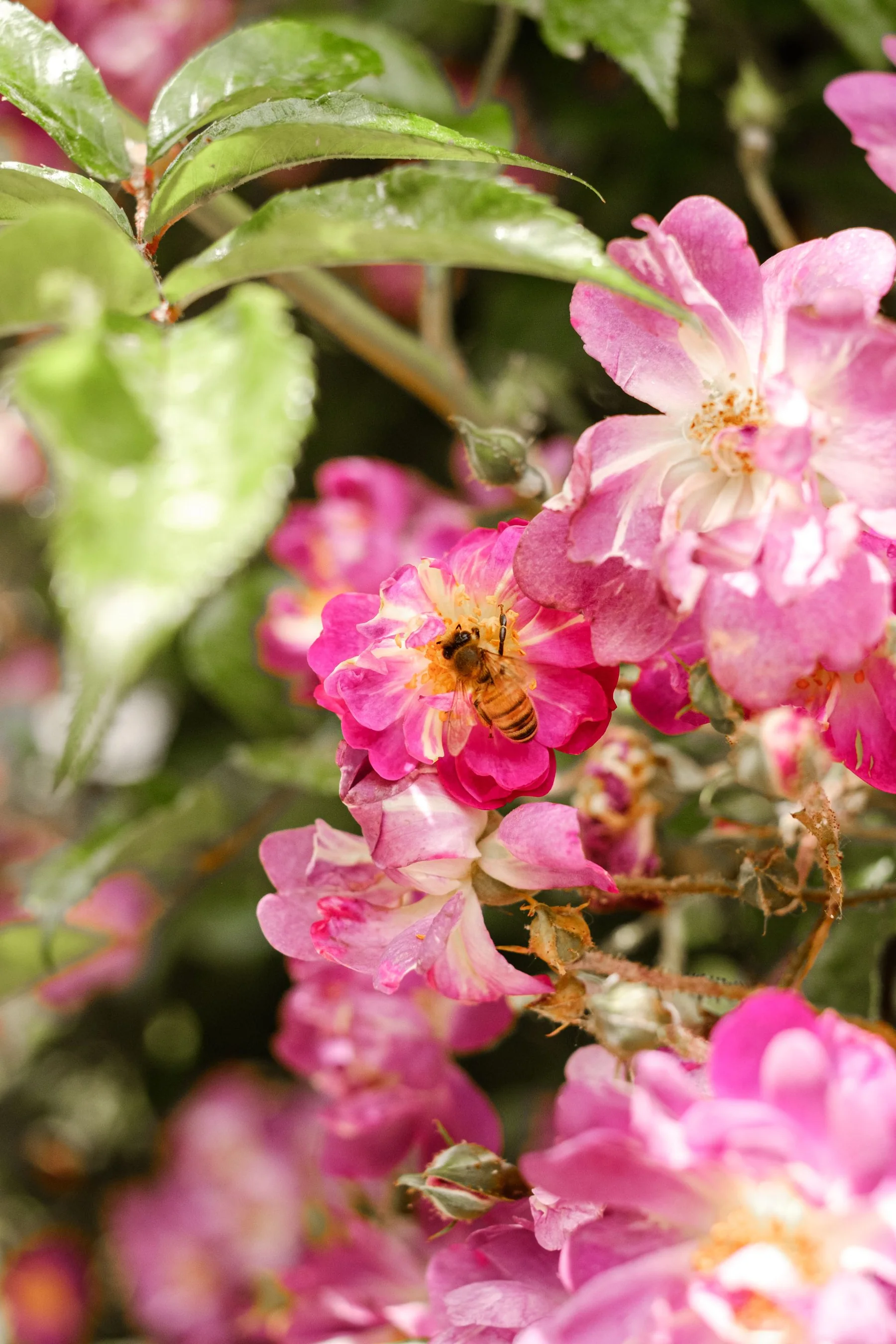 A honeybee gathers nectar from pink flowers in a sunny garden.