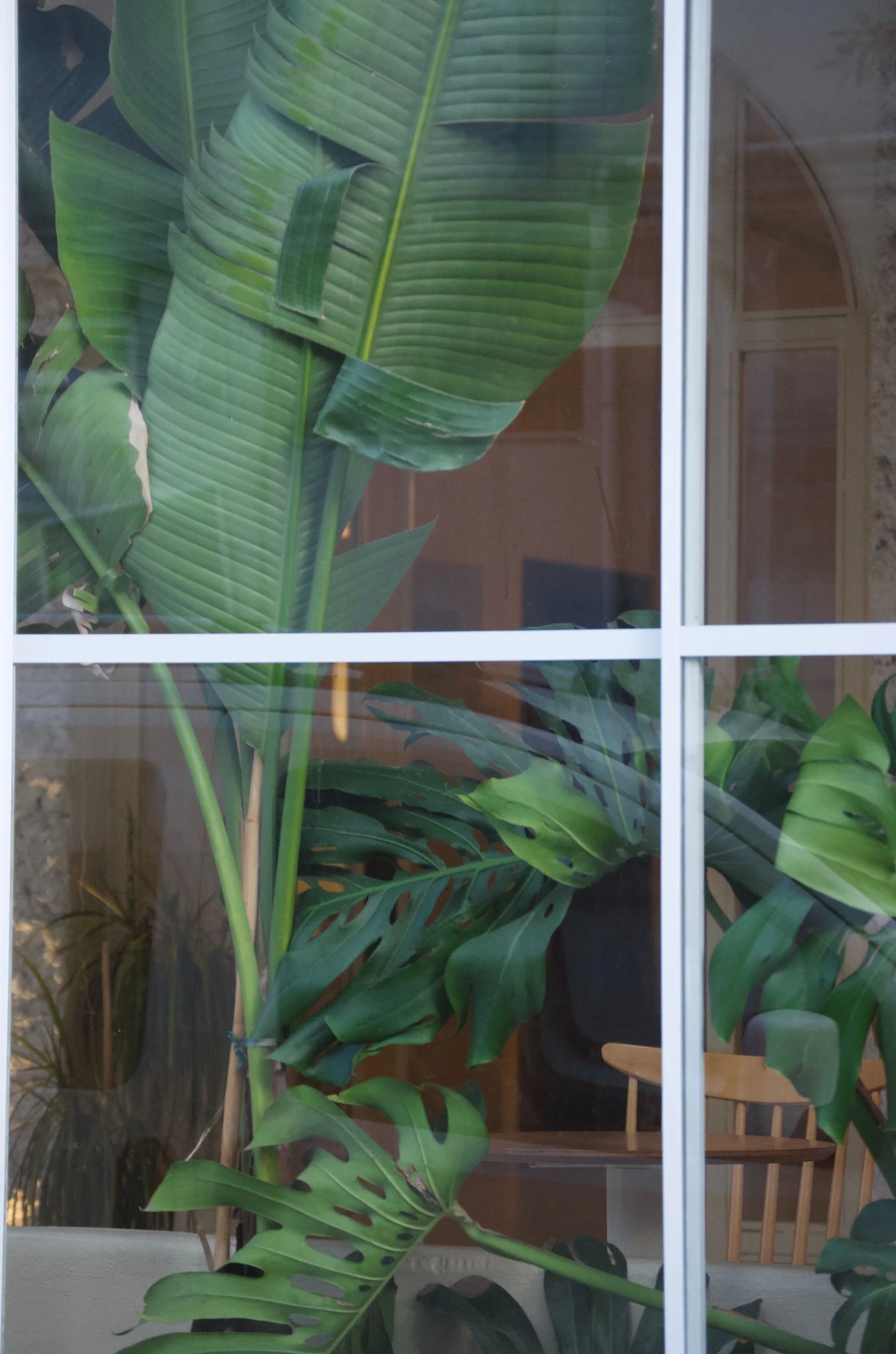 Tropical banana leaves growing beside a bright indoor window.