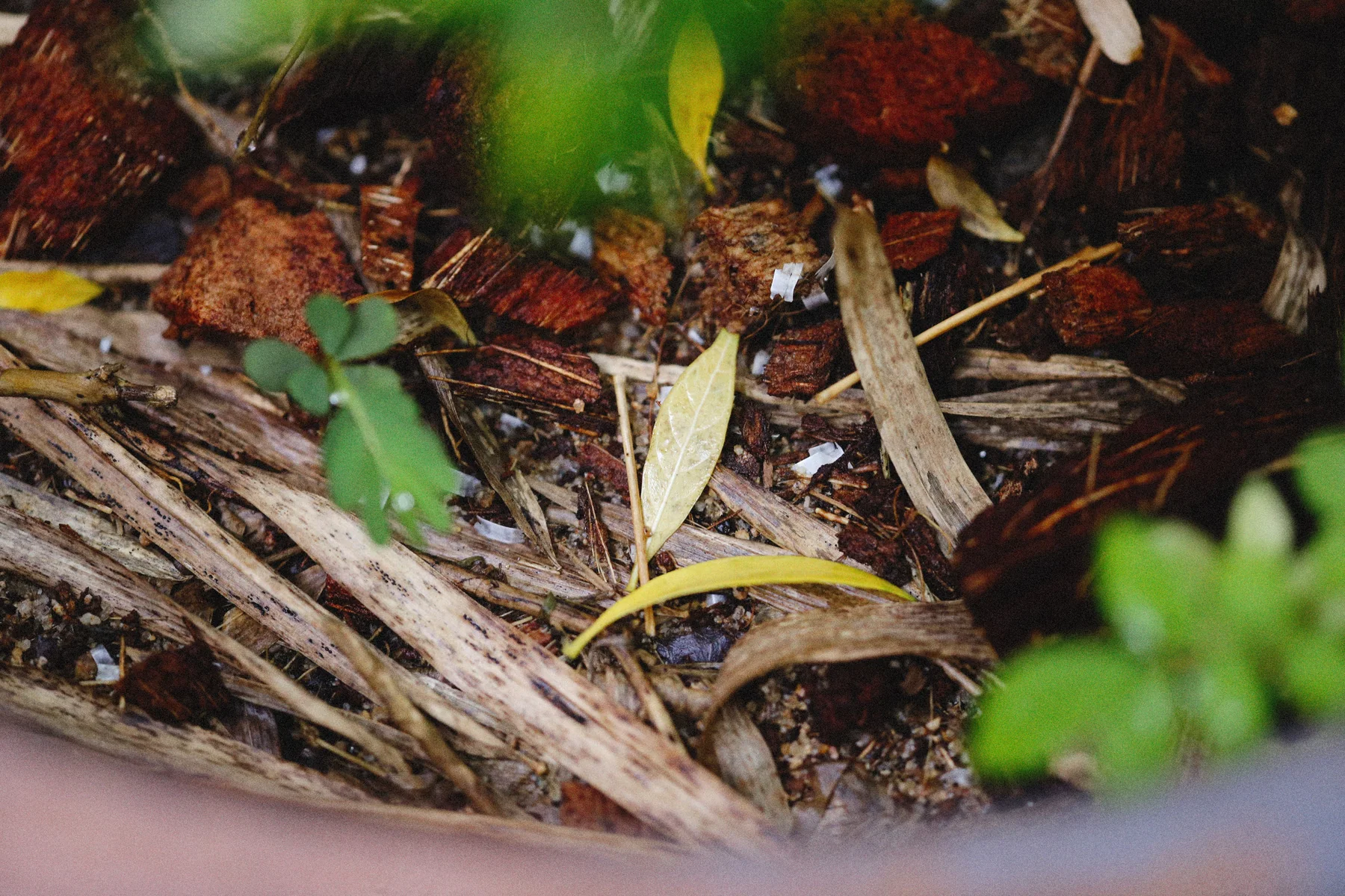 Close-up of compost made from leaves and soil.