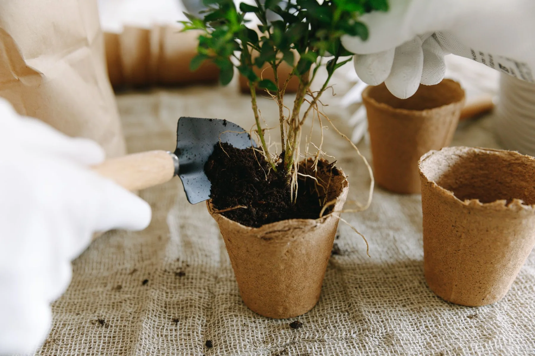 A gardener plants a young plant in a biodegradable pot using a trowel.