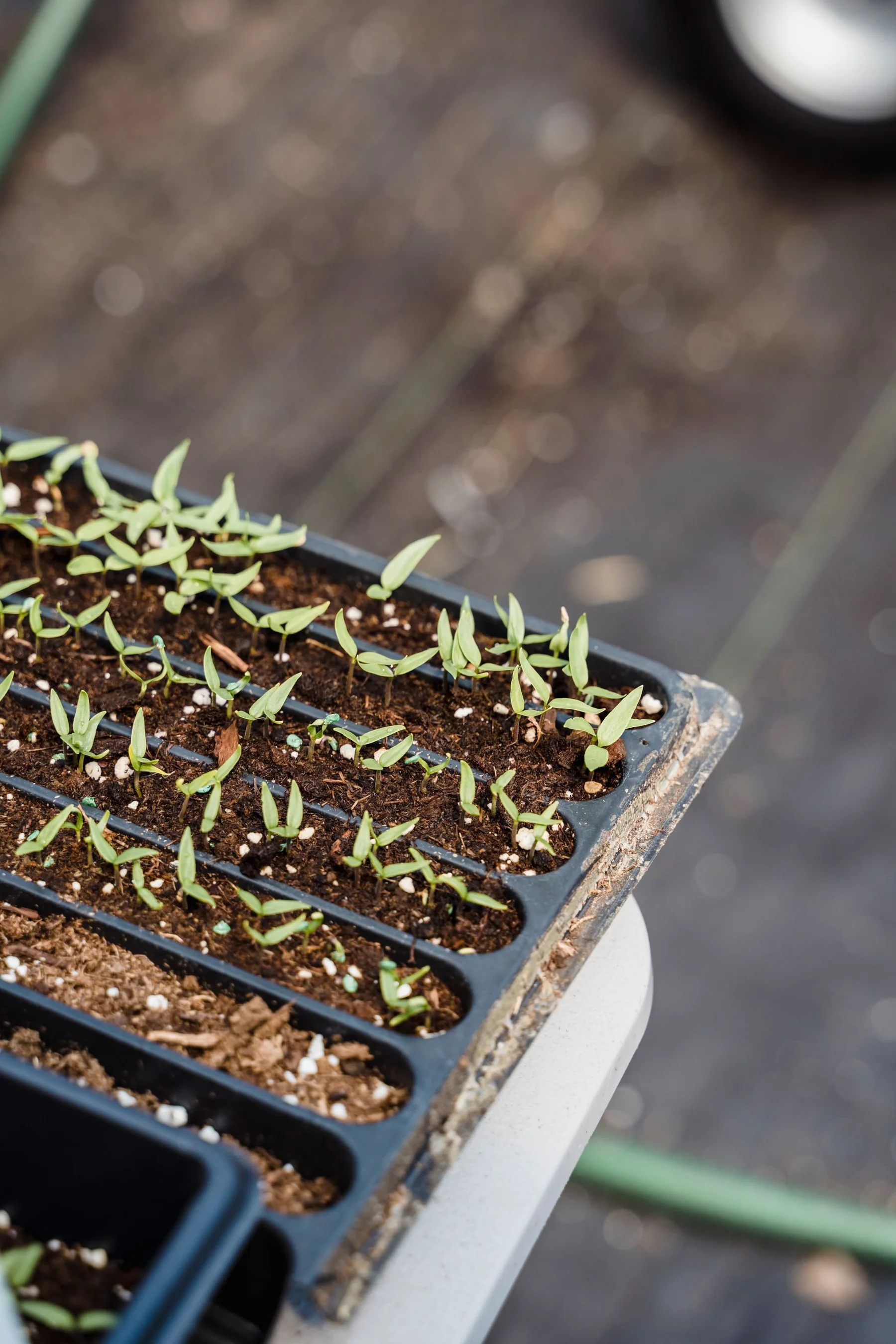 Rows of young green seedlings growing in a soil-filled nursery tray.
