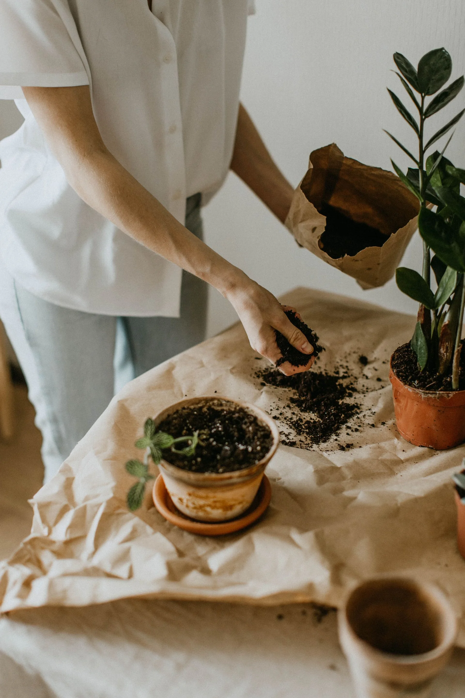 A person adds soil to indoor potted plants.