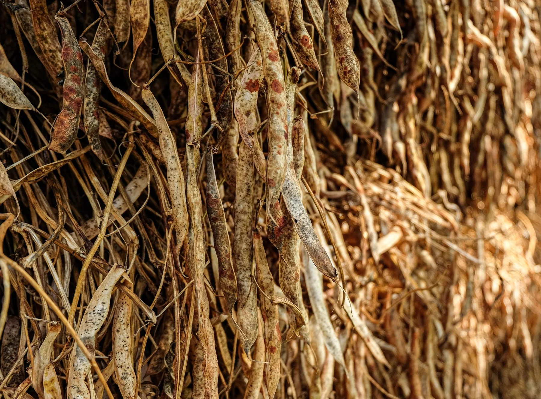 Close-up of dried bean pods hanging to dry.