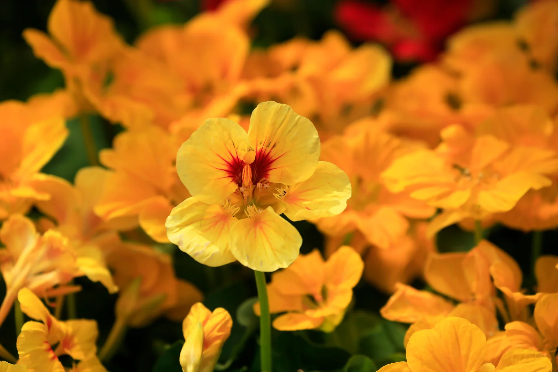 Close-up of yellow nasturtium flowers in full bloom.