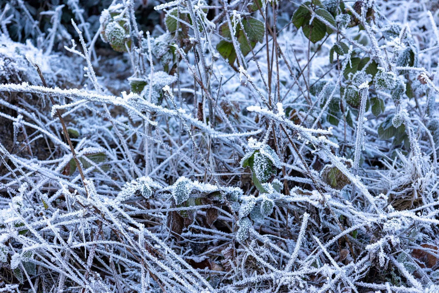 Frost covers the leaves and stems of outdoor plants.