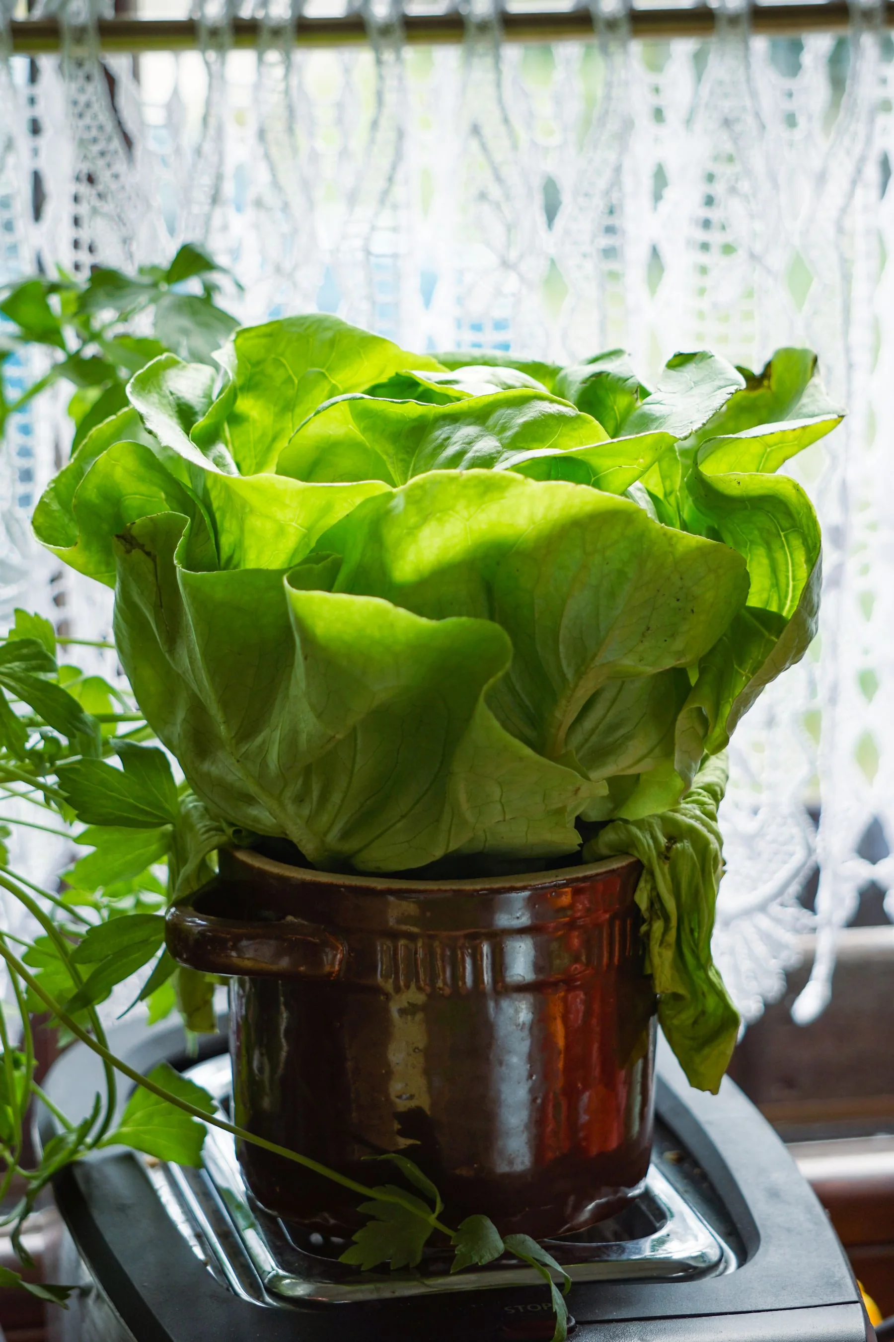Green lettuce grows in a brown ceramic pot.