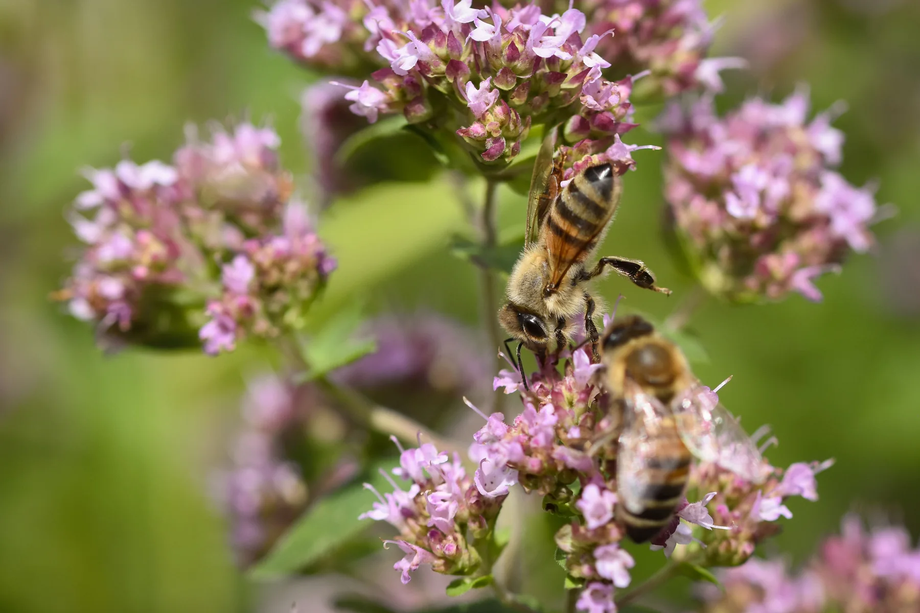 Honeybees visiting blooming wildflowers in summer.