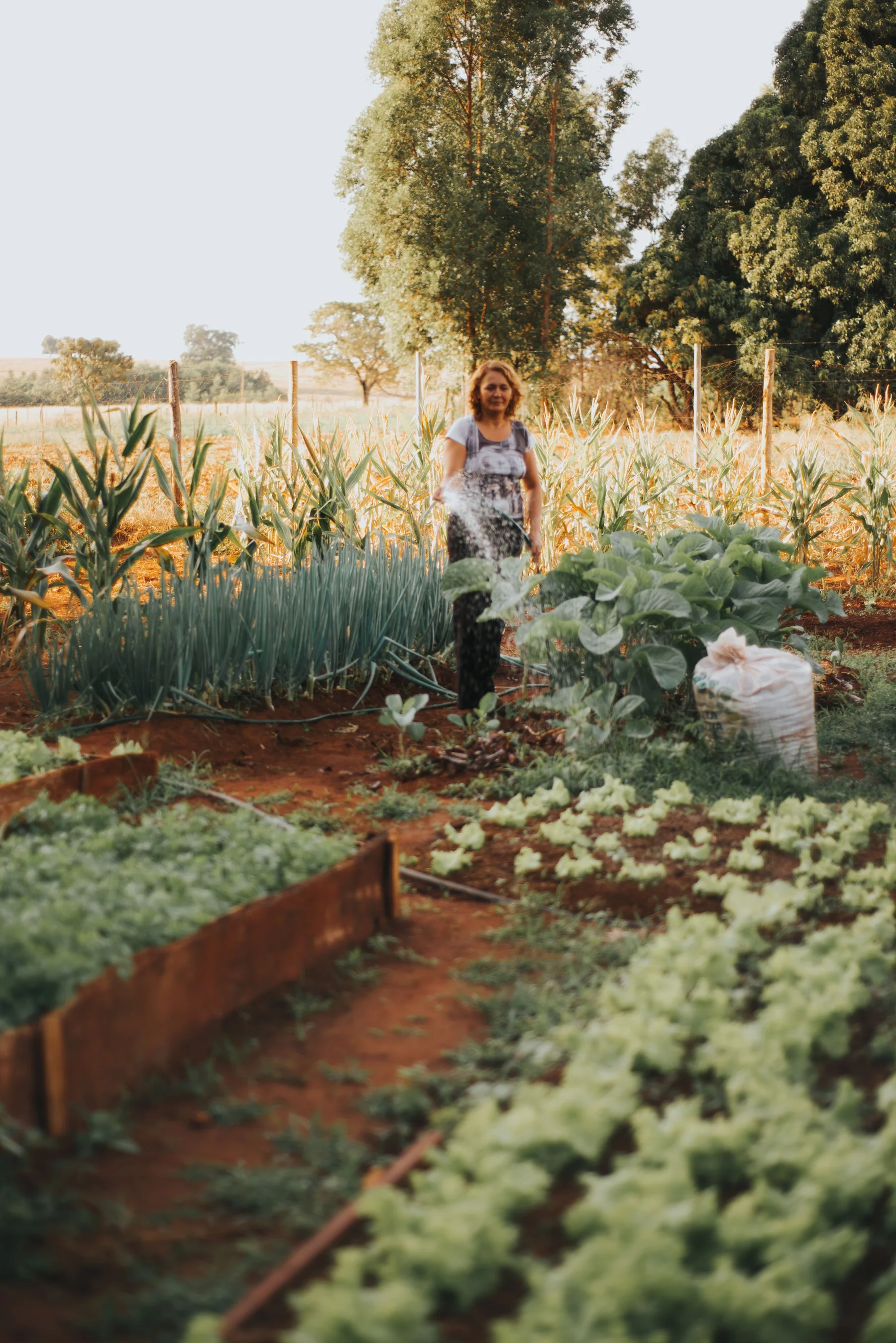 A gardener tending a lush vegetable garden.