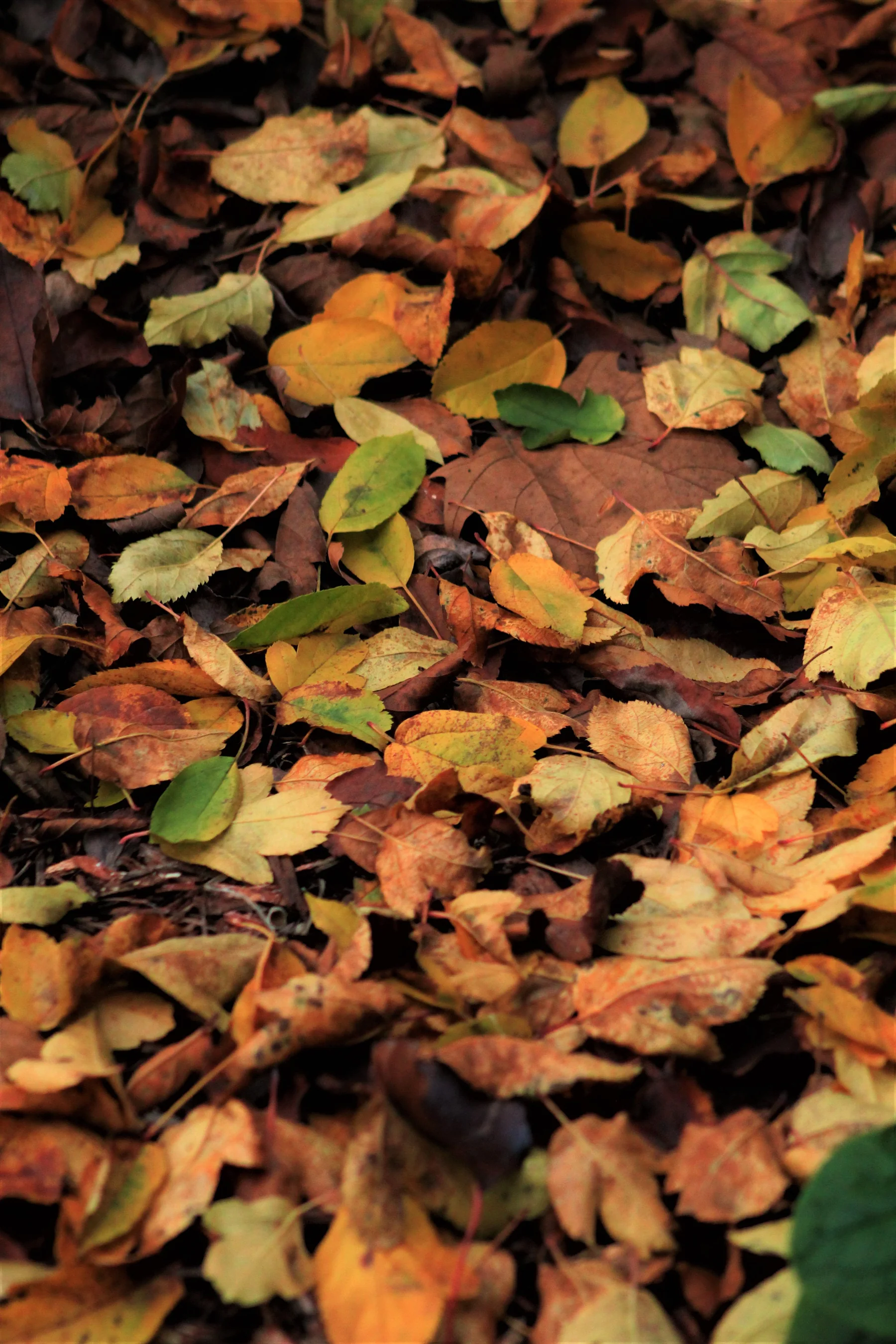 Dry autumn leaves scattered across the ground.