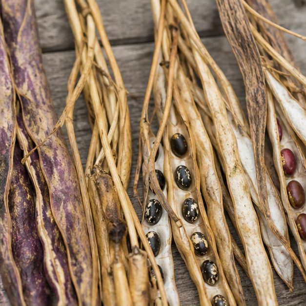 What Seed Savers Should Know About Pea and Bean Isolation