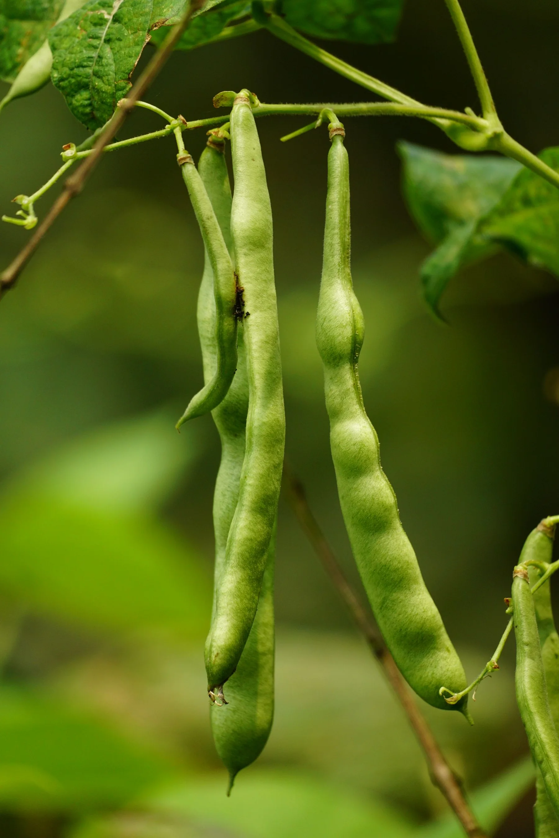 Green legume pods grow among foliage.