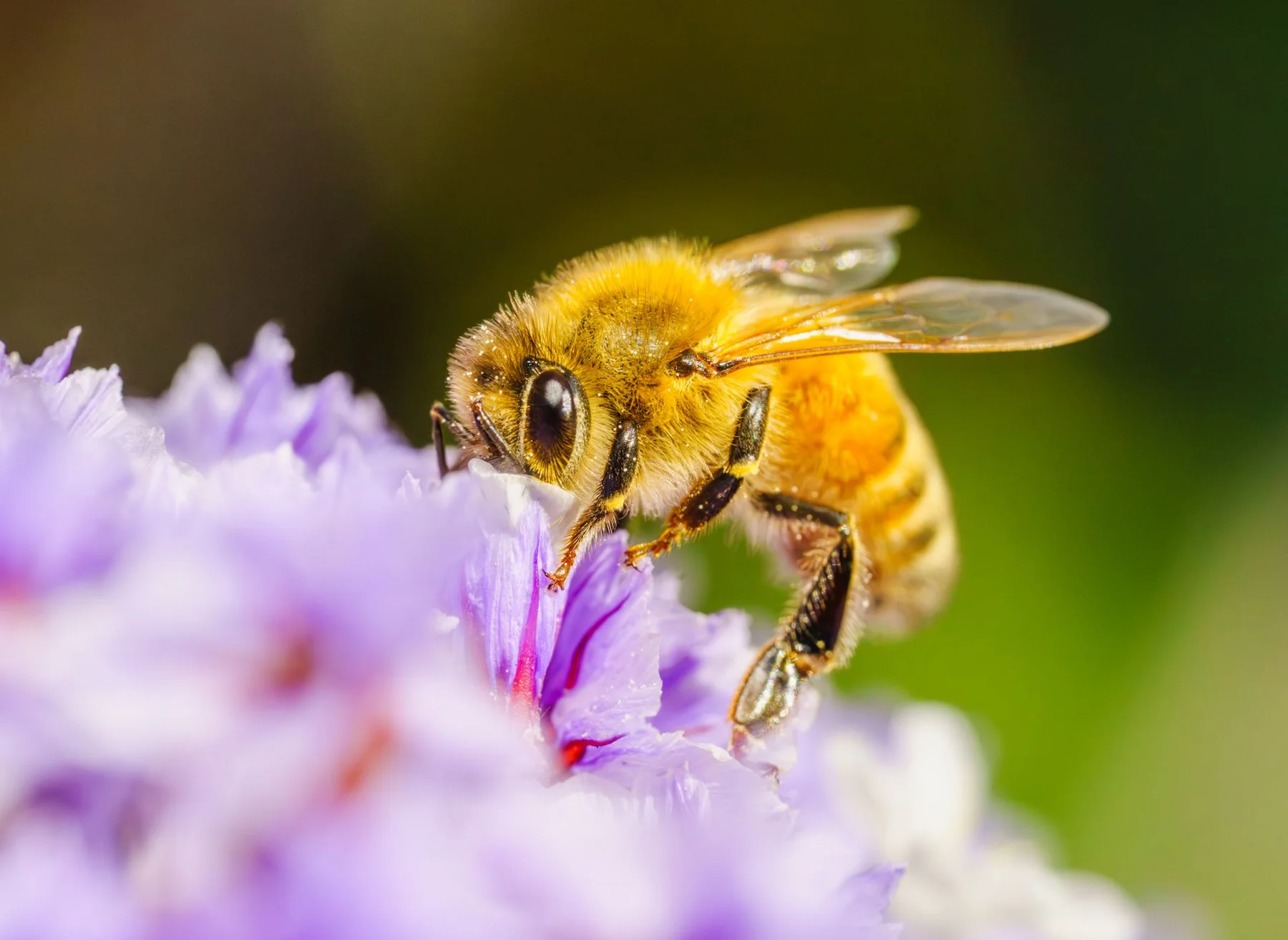 A honeybee pollinates purple and white flowers in a garden.