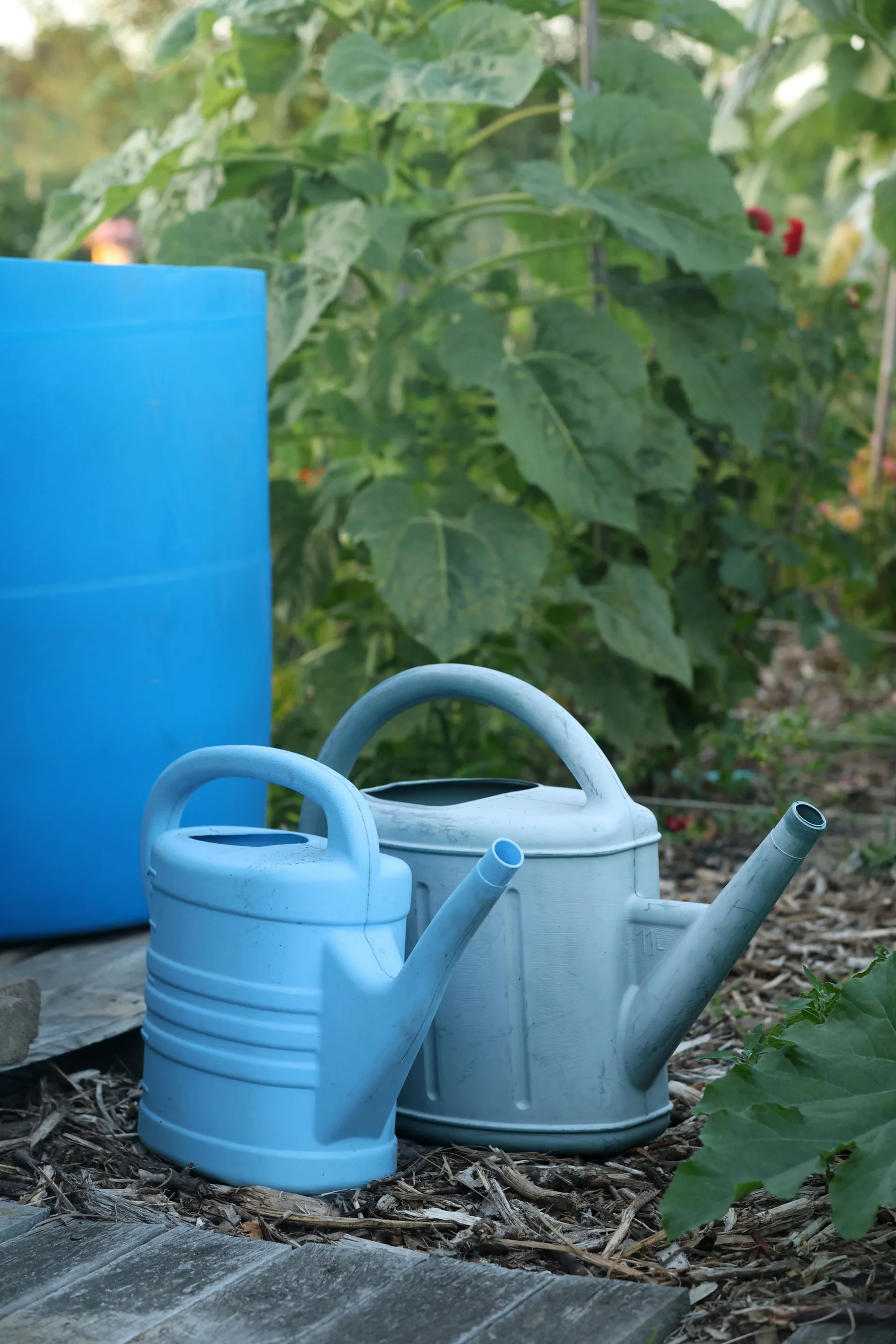 A blue rain barrel stands among watering cans in a leafy vegetable garden.