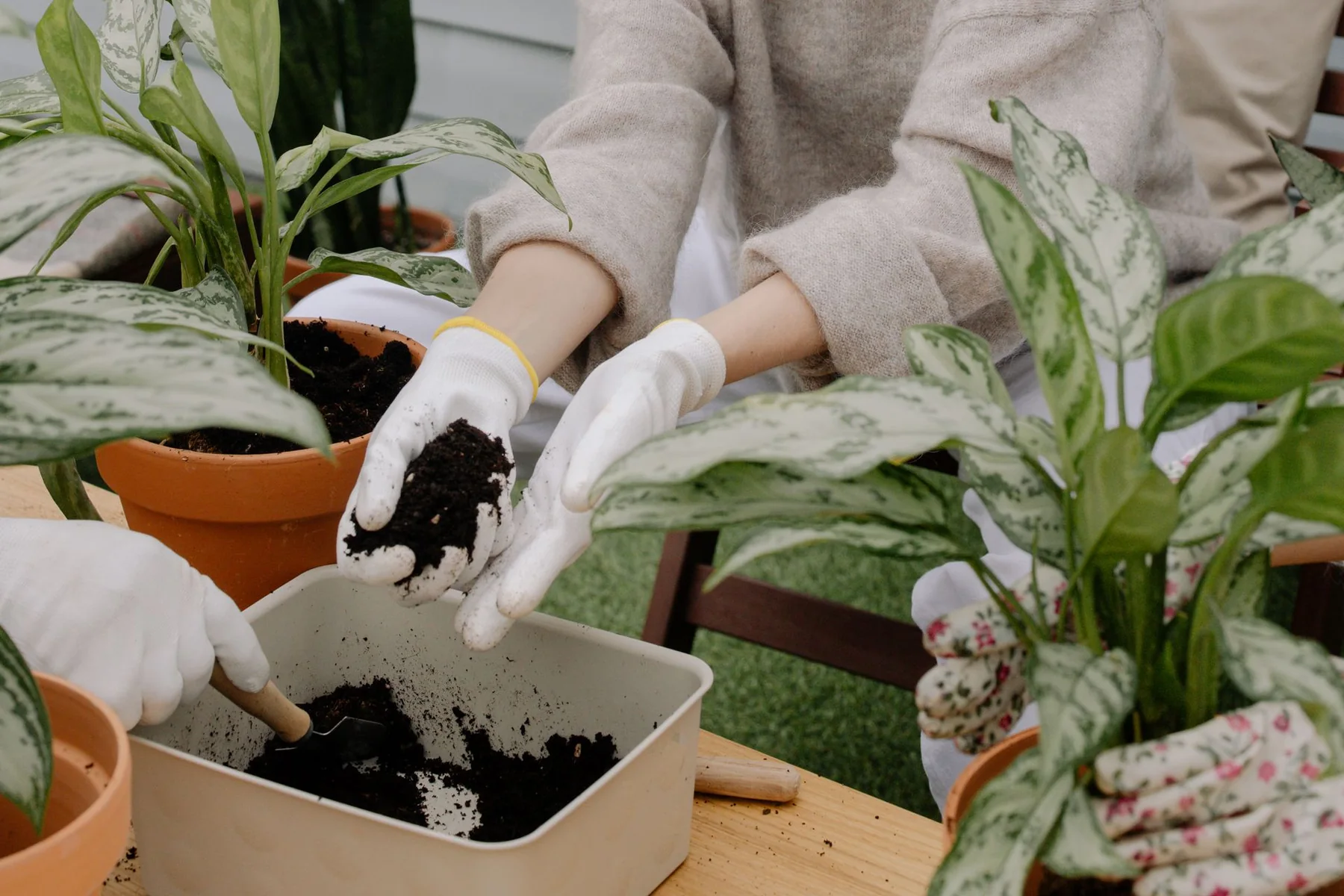 Gardeners adding potting soil to a container during a repotting workshop.