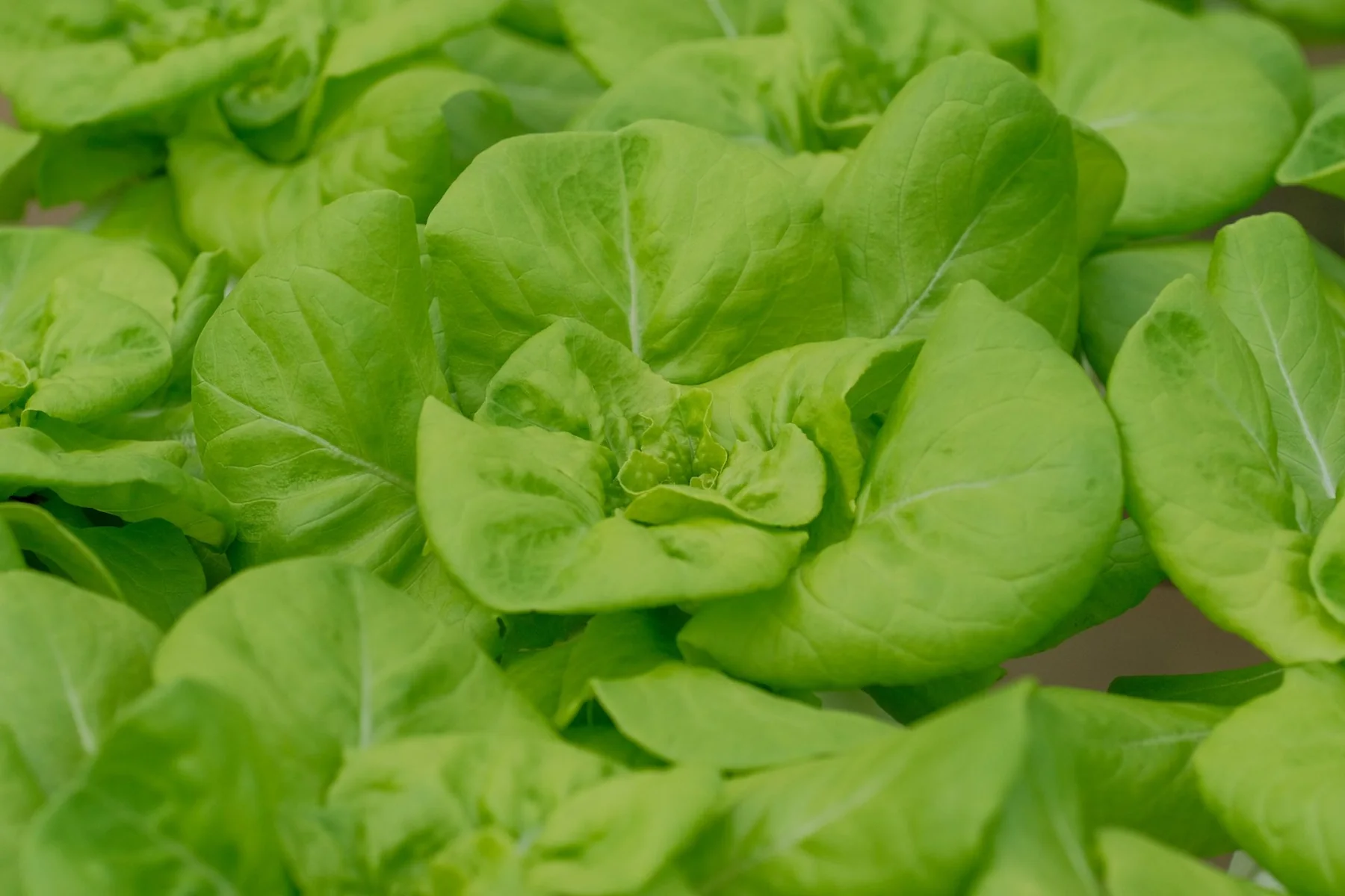 Butterhead lettuce growing in an outdoor garden bed.