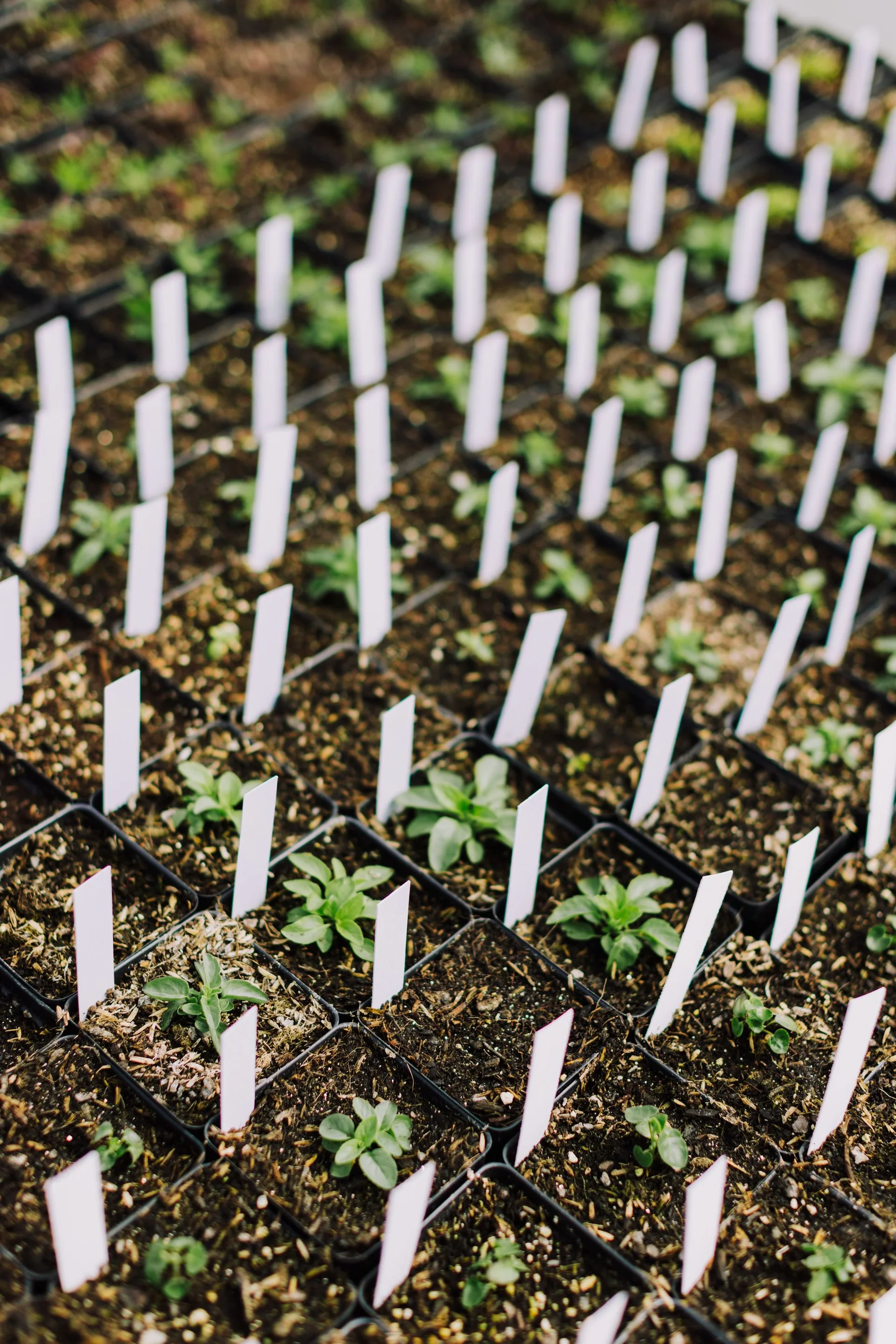 Seedling trays with labeled tags sit in a greenhouse nursery.