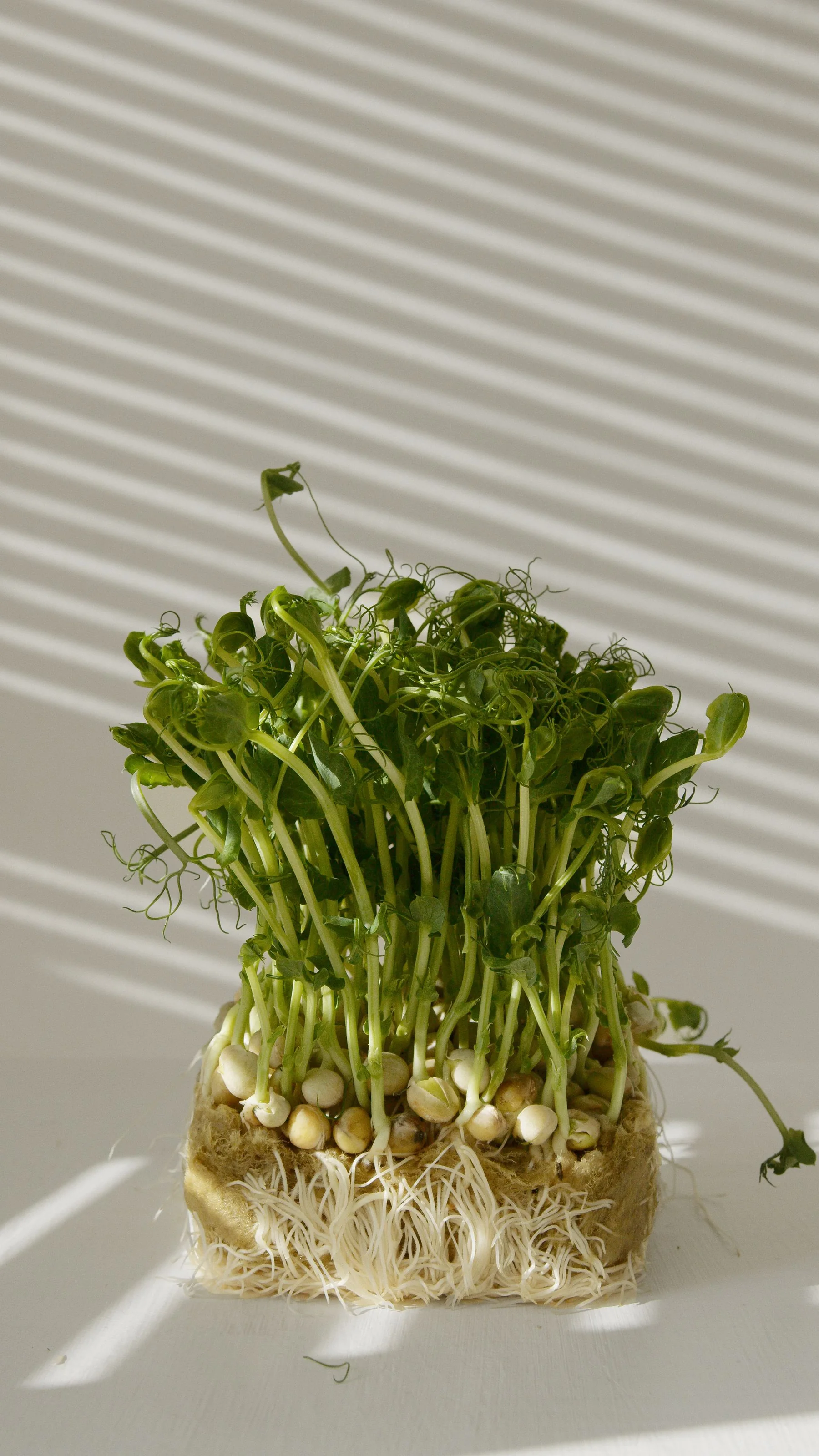 Fresh pea sprouts with their roots exposed in sunlight.