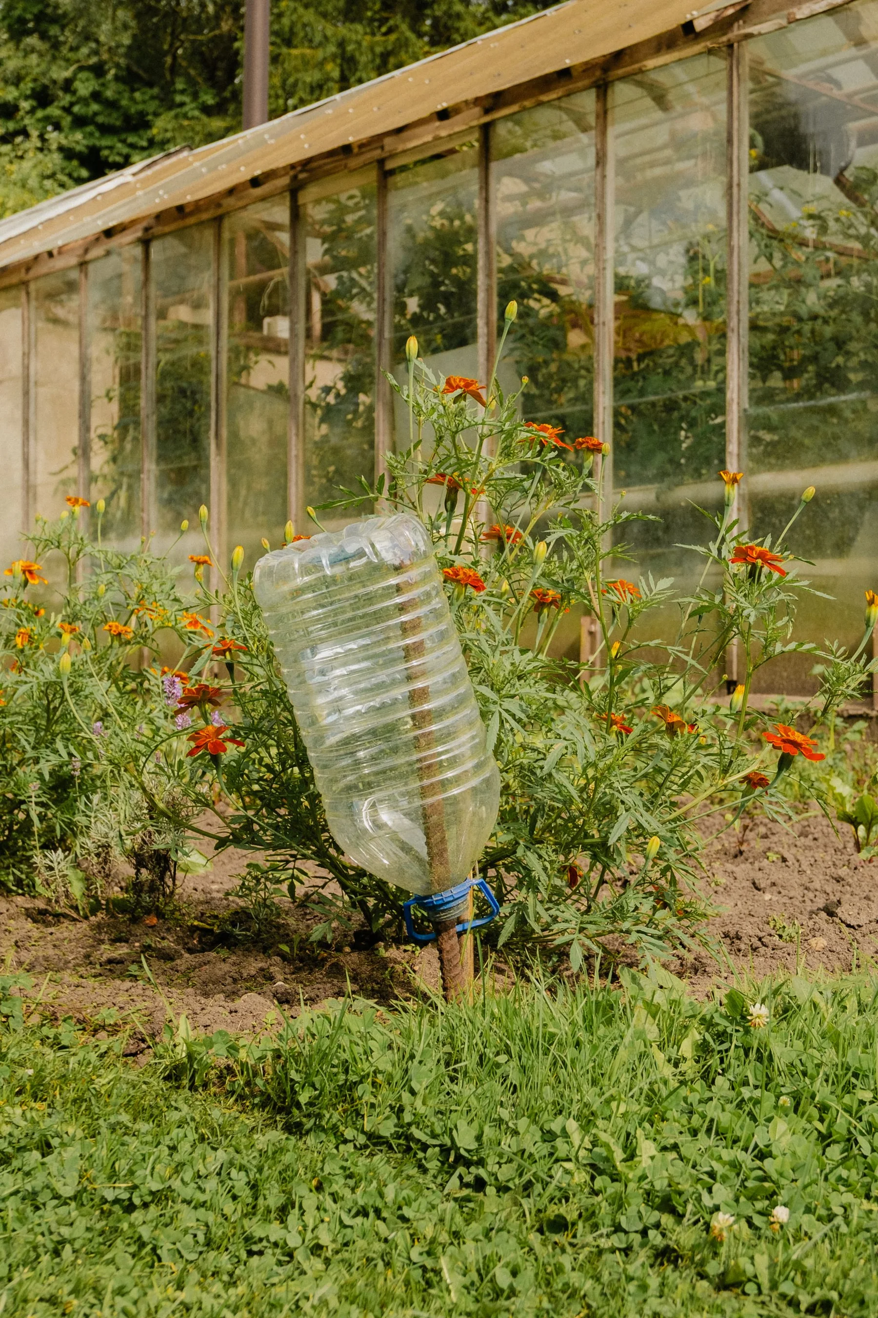 A recycled plastic bottle waters marigolds in a garden.