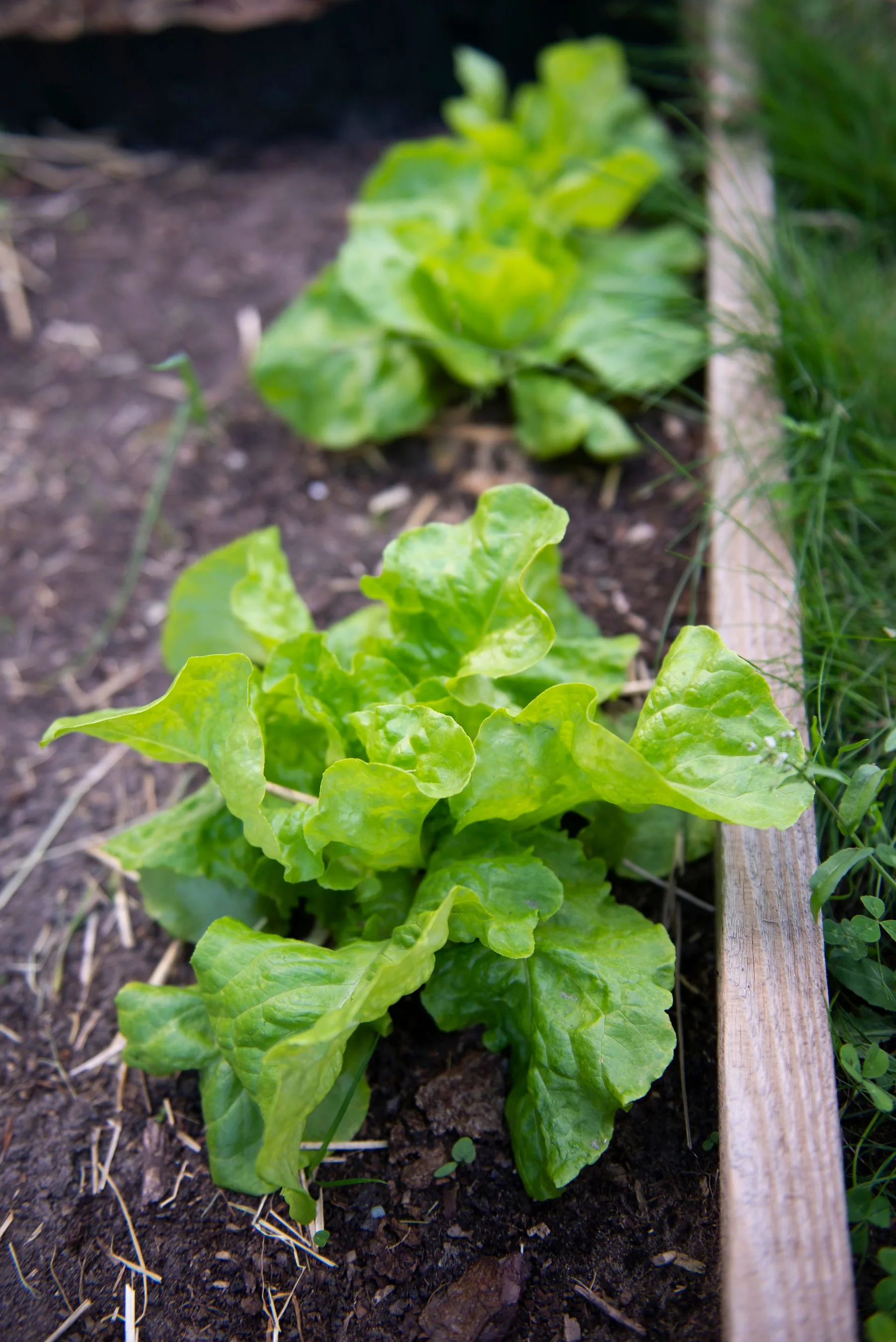 Fresh green lettuce grows in a garden bed.
