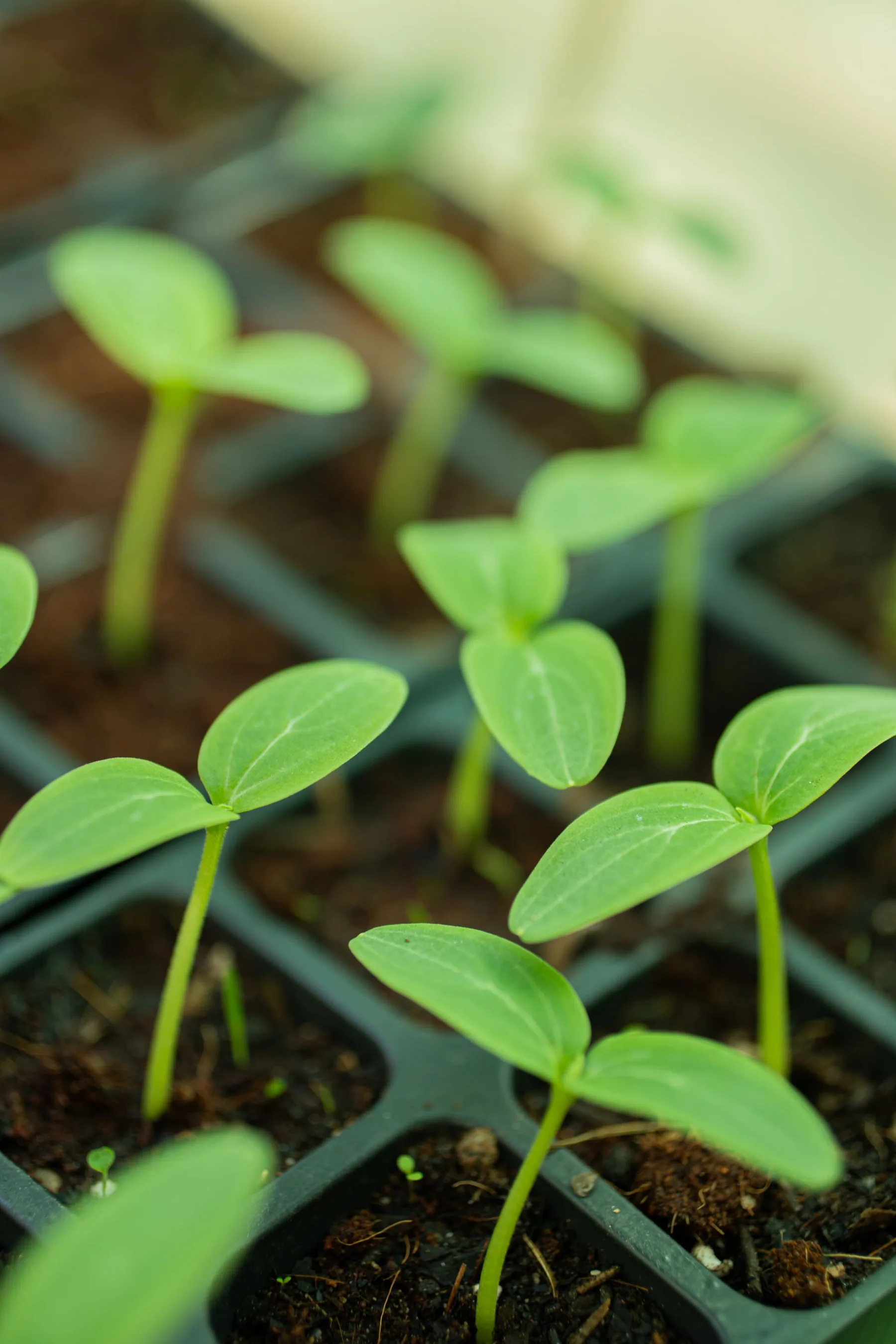 Fresh green seedlings grow in a nursery tray.