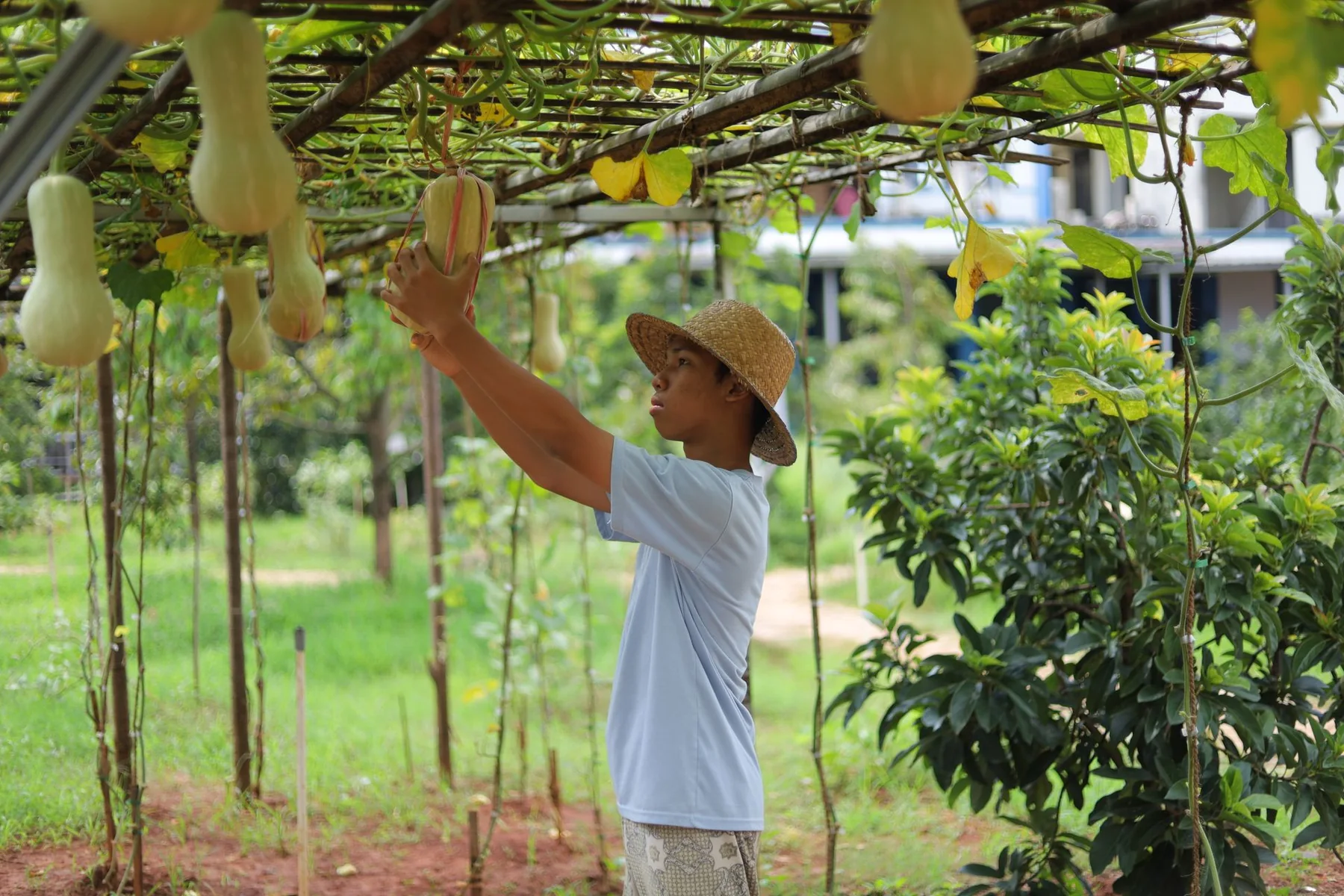 A gardener tending mature winter squash growing on a trellis.