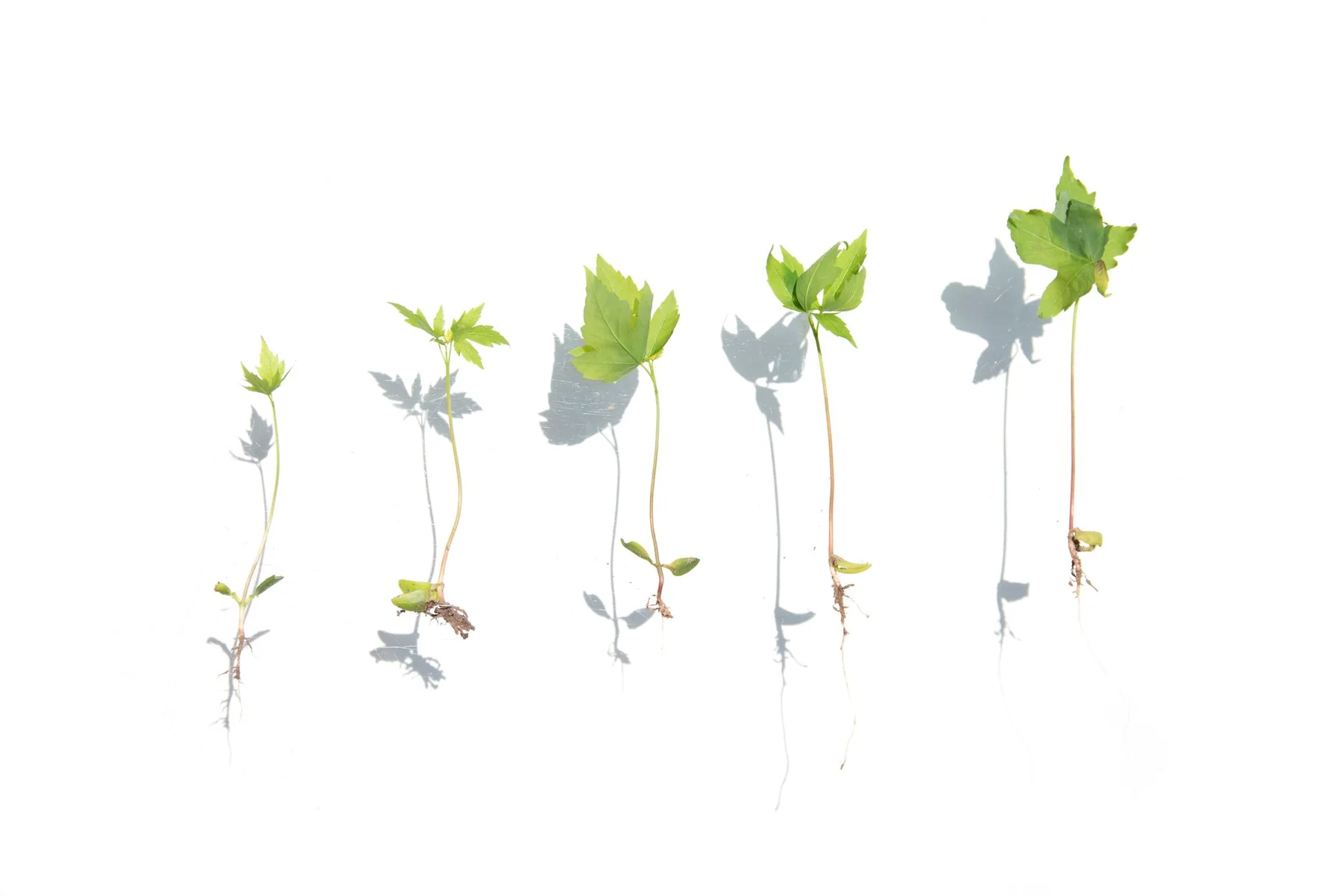 Young plant seedlings are arranged in stages of growth on a white surface.