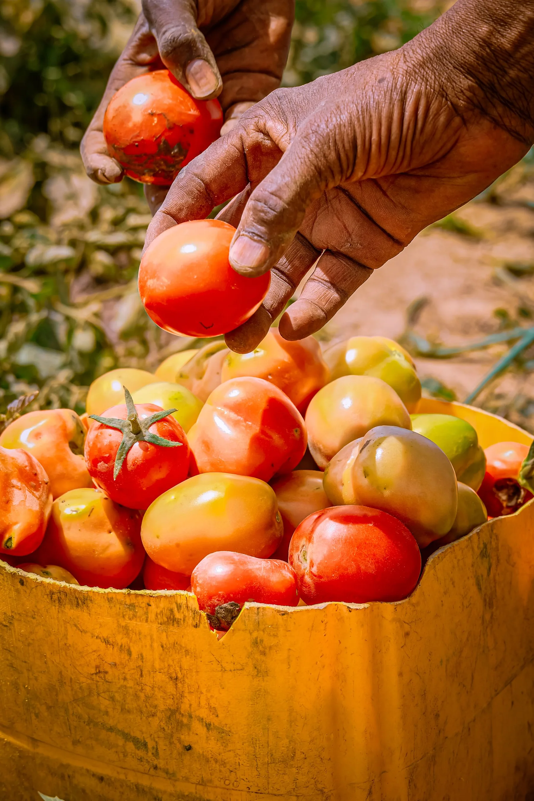Hands harvest ripe tomatoes from a yellow container in a garden.