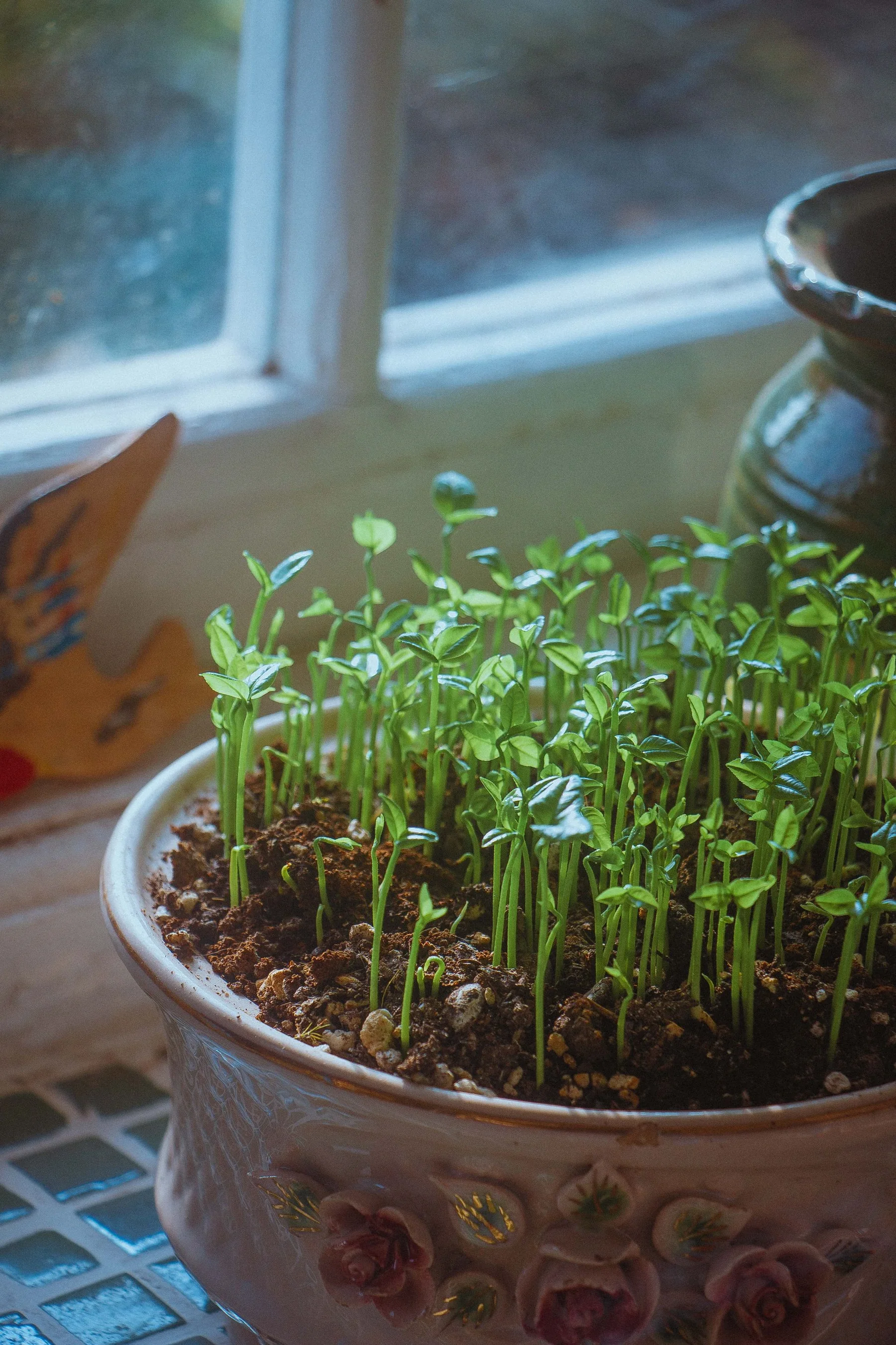 Young green seedlings in a ceramic pot beside a window.