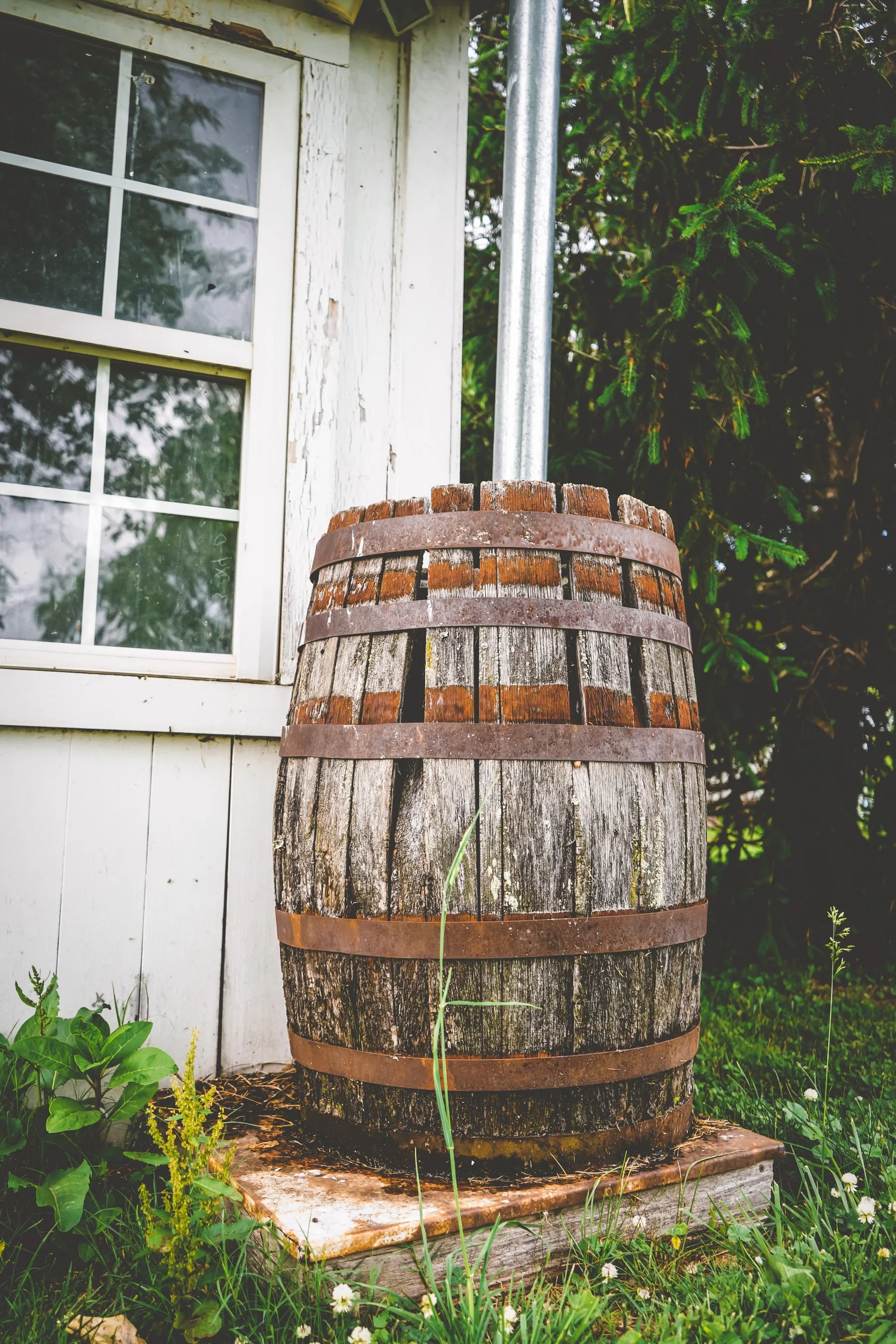 A vintage wooden barrel stands beside a garden shed surrounded by greenery.